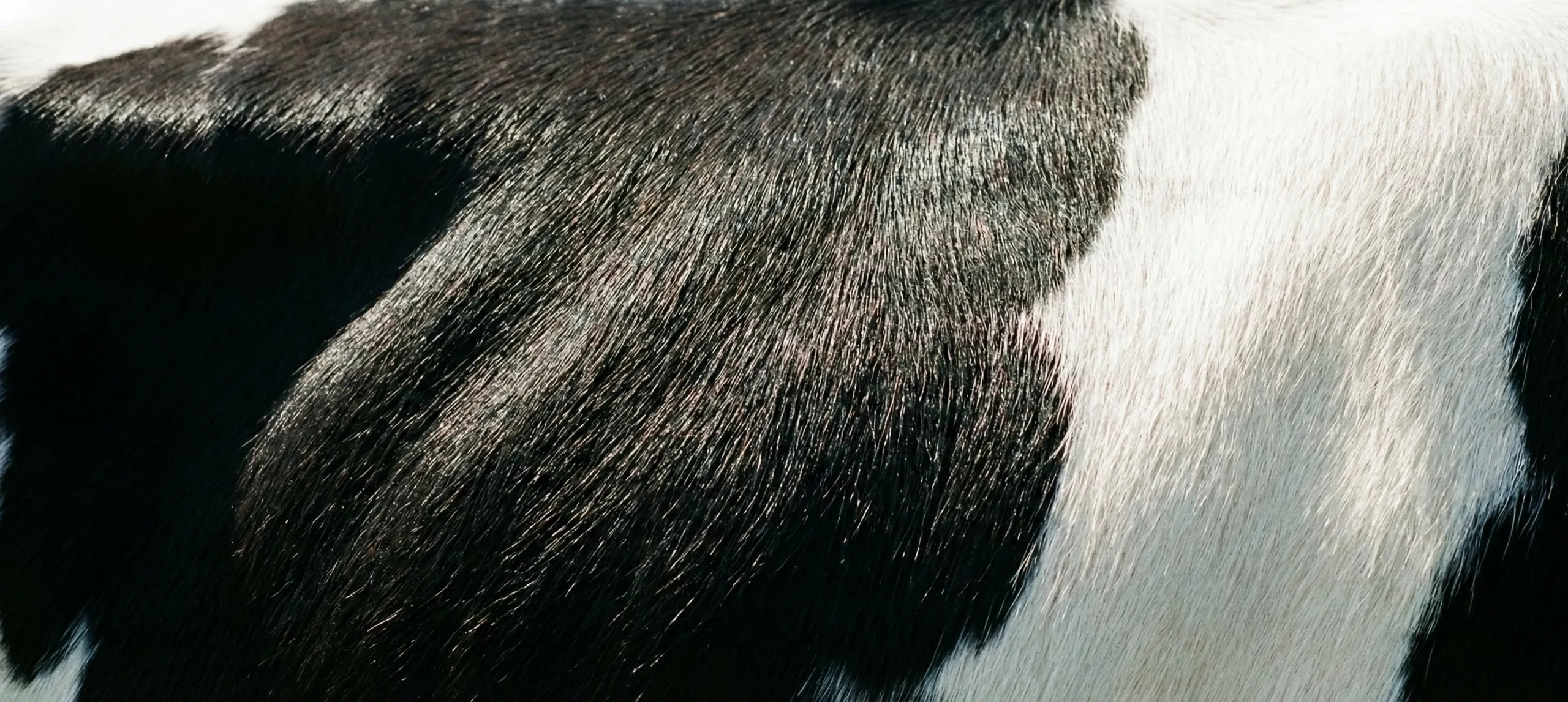 Cattle texture background